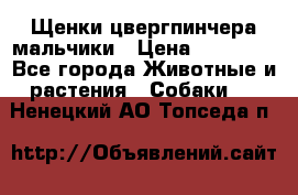 Щенки цвергпинчера мальчики › Цена ­ 25 000 - Все города Животные и растения » Собаки   . Ненецкий АО,Топседа п.